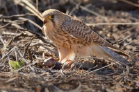 Postolka obecna - Falco tinnunculus - Eurasian Kestrel 3119